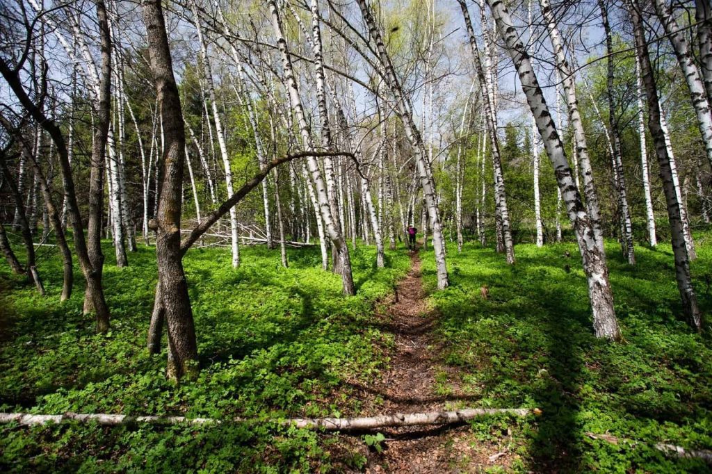 Forest trail in Ak-Suu Arboretum