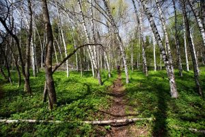 Forest trail in Ak-Suu Arboretum