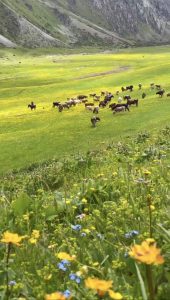 Mountain pasture in Kilemche Valley