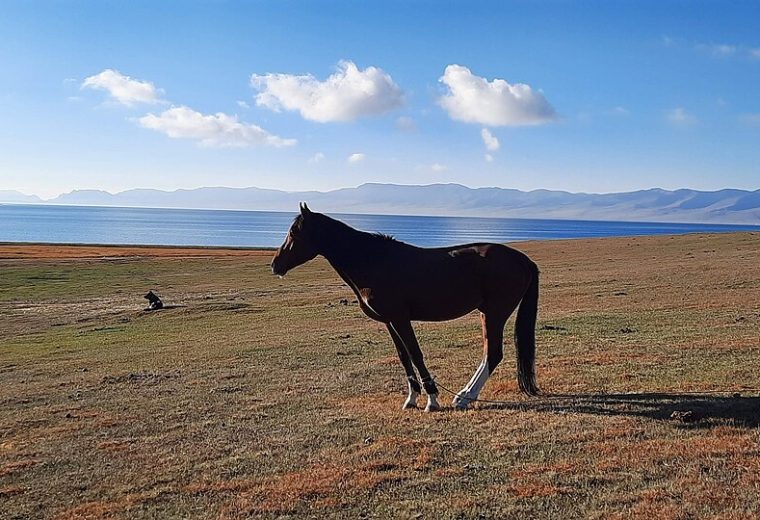 File:Horse standing by Song Kul Lake - Kyrgyztan.jpg