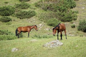 Altyn-Arashan Valley — site photograph