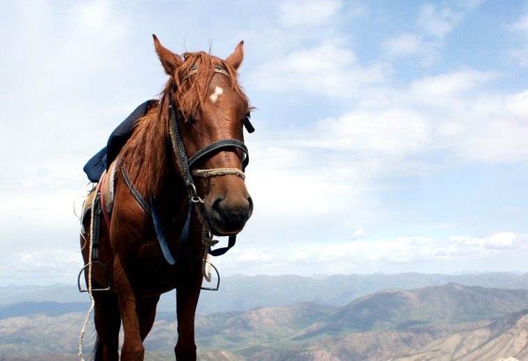 Horse on the Tuz-Ashuu pass.jpg